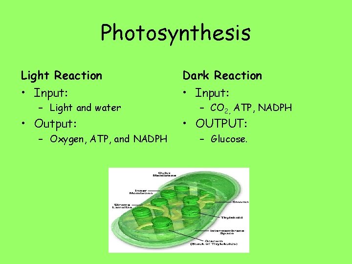 Photosynthesis Light Reaction Dark Reaction • Input: – Light and water • Output: –