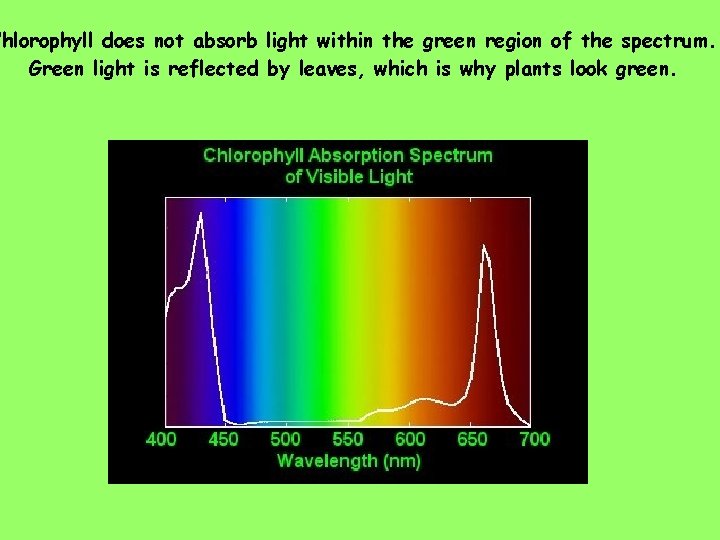 Chlorophyll does not absorb light within the green region of the spectrum. Green light