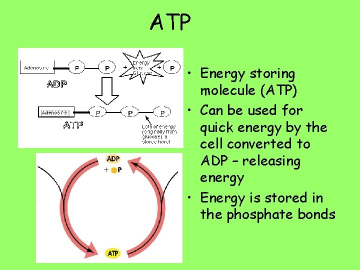 ATP • Energy storing molecule (ATP) • Can be used for quick energy by