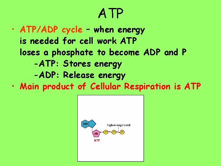 ATP • ATP/ADP cycle – when energy is needed for cell work ATP loses