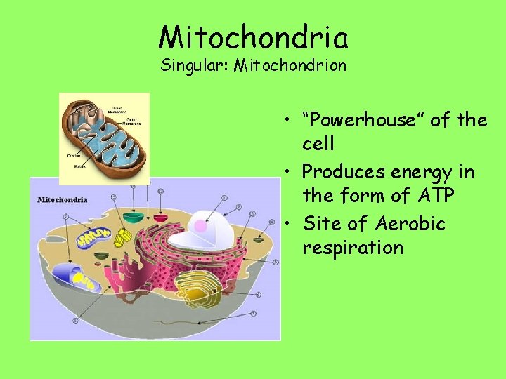 Mitochondria Singular: Mitochondrion • “Powerhouse” of the cell • Produces energy in the form