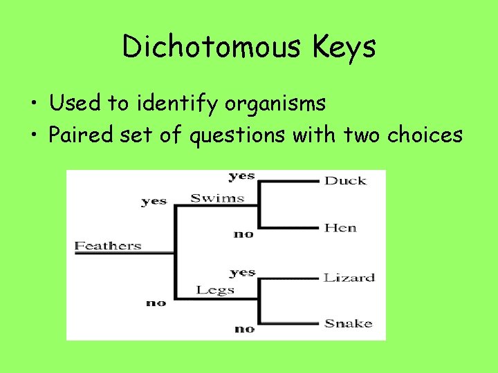 Dichotomous Keys • Used to identify organisms • Paired set of questions with two