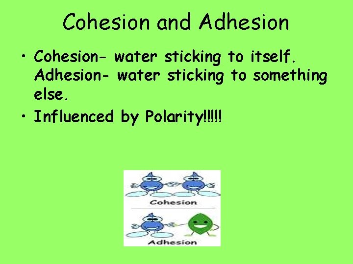 Cohesion and Adhesion • Cohesion- water sticking to itself. Adhesion- water sticking to something