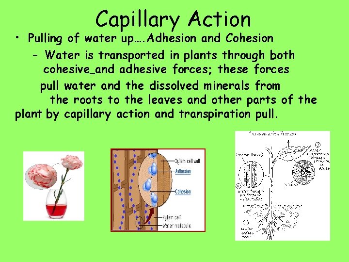 Capillary Action • Pulling of water up…. Adhesion and Cohesion – Water is transported