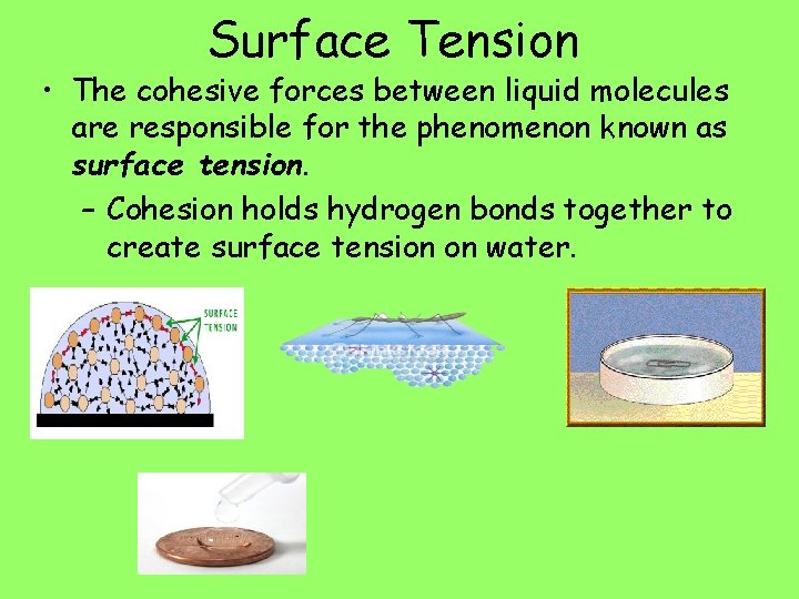 Surface Tension • The cohesive forces between liquid molecules are responsible for the phenomenon
