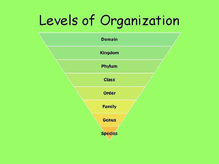 Levels of Organization 