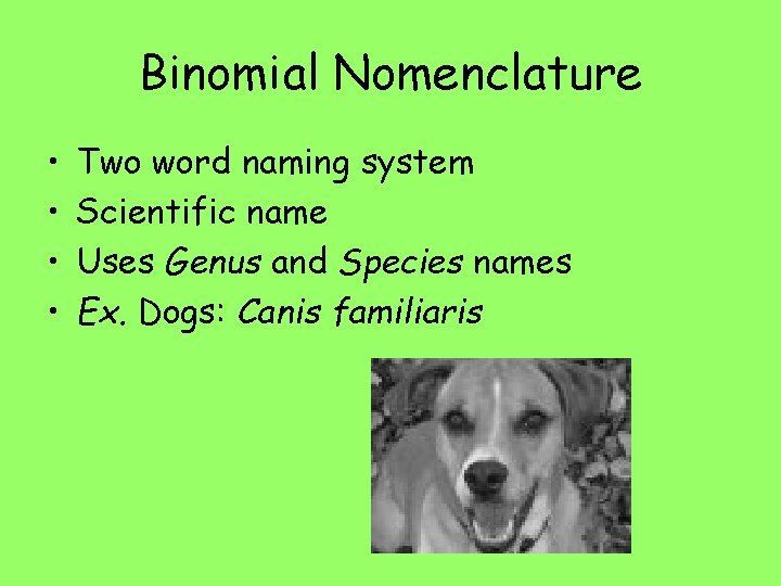 Binomial Nomenclature • • Two word naming system Scientific name Uses Genus and Species