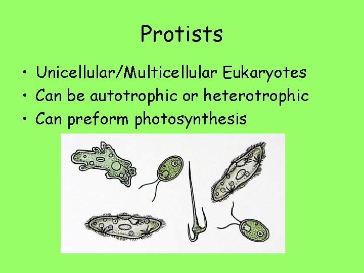 Protists • Unicellular/Multicellular Eukaryotes • Can be autotrophic or heterotrophic • Can preform photosynthesis