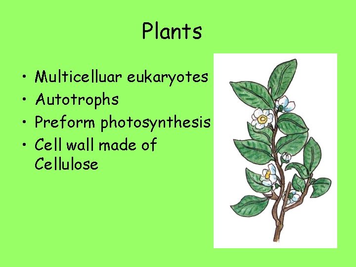 Plants • • Multicelluar eukaryotes Autotrophs Preform photosynthesis Cell wall made of Cellulose 