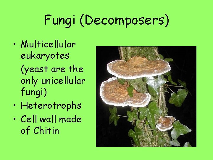 Fungi (Decomposers) • Multicellular eukaryotes (yeast are the only unicellular fungi) • Heterotrophs •