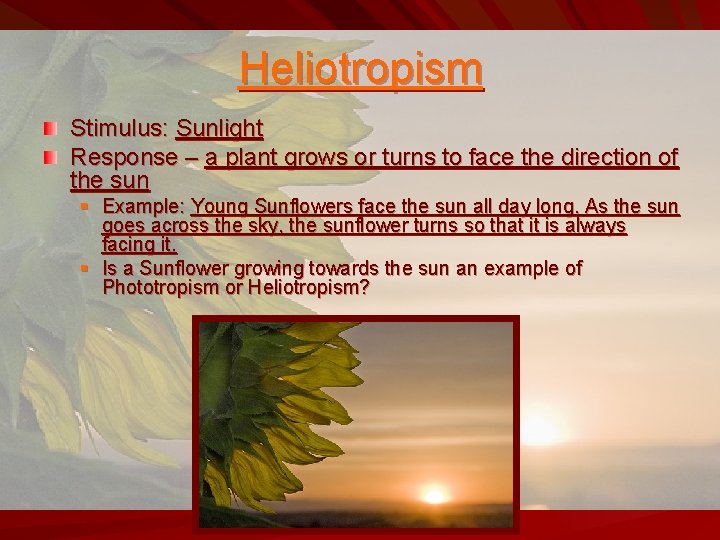 Heliotropism Stimulus: Sunlight Response – a plant grows or turns to face the direction