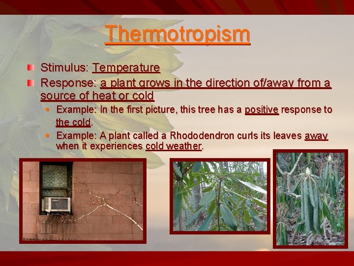 Thermotropism Stimulus: Temperature Response: a plant grows in the direction of/away from a source