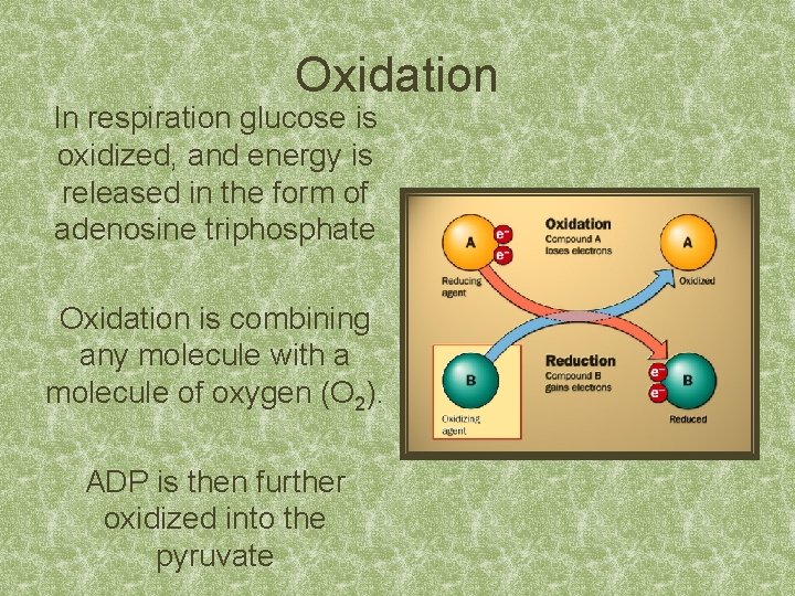 Oxidation In respiration glucose is oxidized, and energy is released in the form of