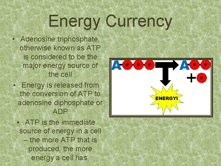 Energy Currency • Adenosine triphosphate, otherwise known as ATP is considered to be the