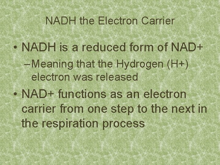 NADH the Electron Carrier • NADH is a reduced form of NAD+ – Meaning