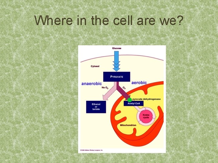 Where in the cell are we? 