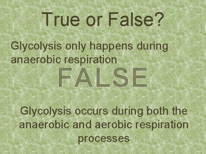 True or False? Glycolysis only happens during anaerobic respiration FALSE Glycolysis occurs during both