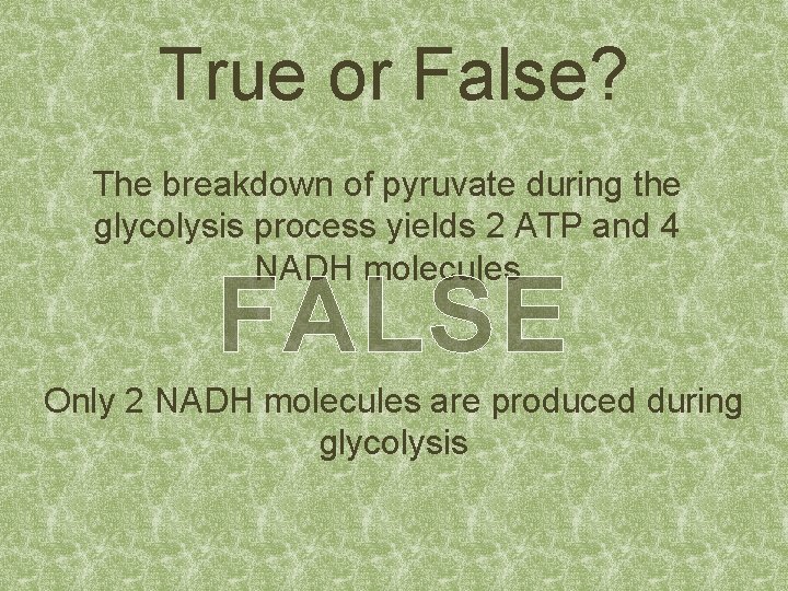 True or False? The breakdown of pyruvate during the glycolysis process yields 2 ATP
