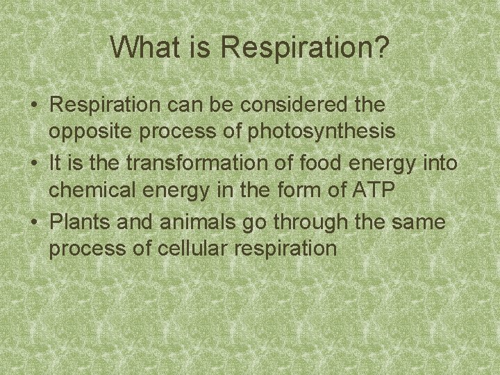 What is Respiration? • Respiration can be considered the opposite process of photosynthesis •