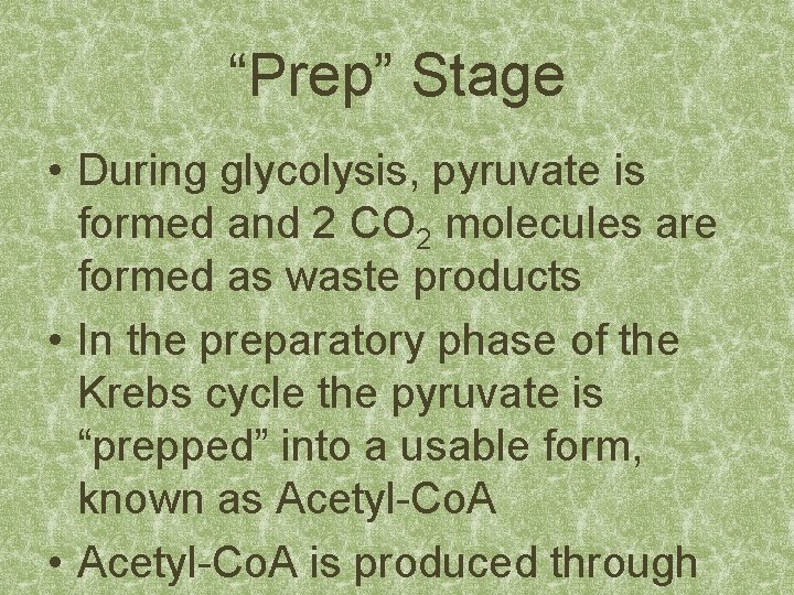 “Prep” Stage • During glycolysis, pyruvate is formed and 2 CO 2 molecules are