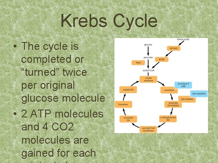 Krebs Cycle • The cycle is completed or “turned” twice per original glucose molecule