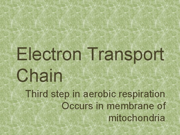 Electron Transport Chain Third step in aerobic respiration Occurs in membrane of mitochondria 