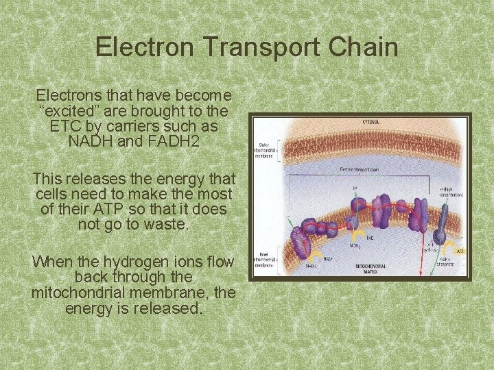 Electron Transport Chain Electrons that have become “excited” are brought to the ETC by