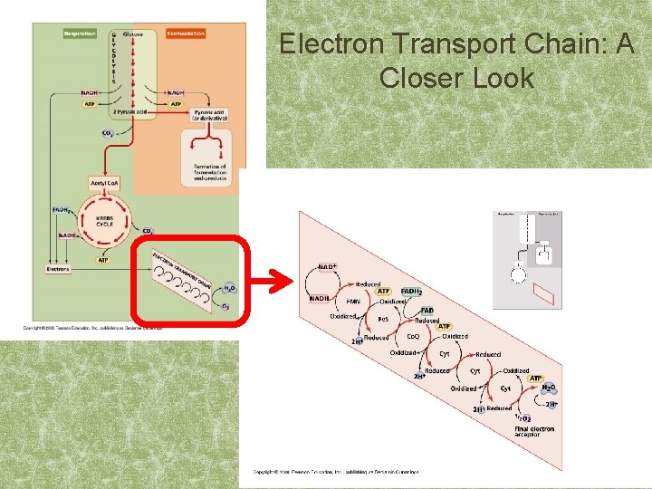 Electron Transport Chain: A Closer Look 