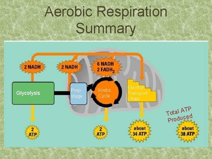 Aerobic Respiration Summary Glycolysis Prep stage Krebs Cycle Electron Transport Chain ATP l a