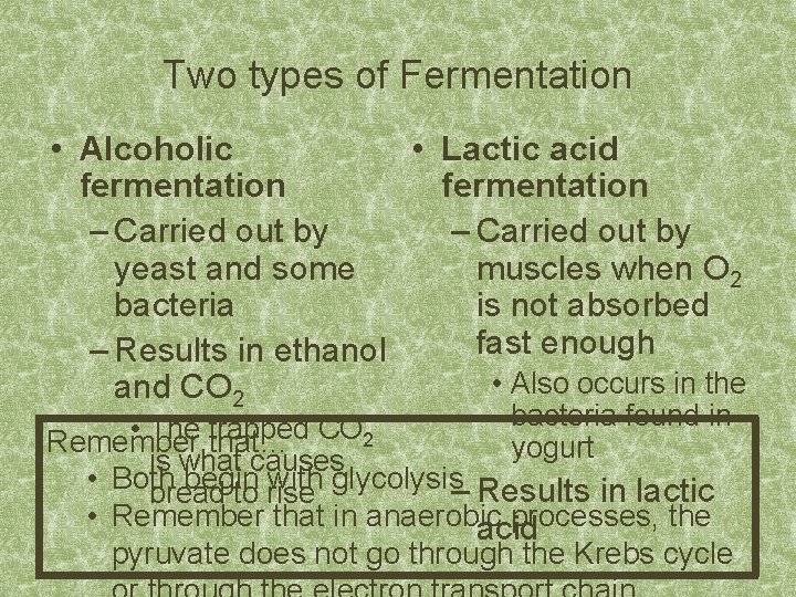 Two types of Fermentation • Alcoholic • Lactic acid fermentation – Carried out by