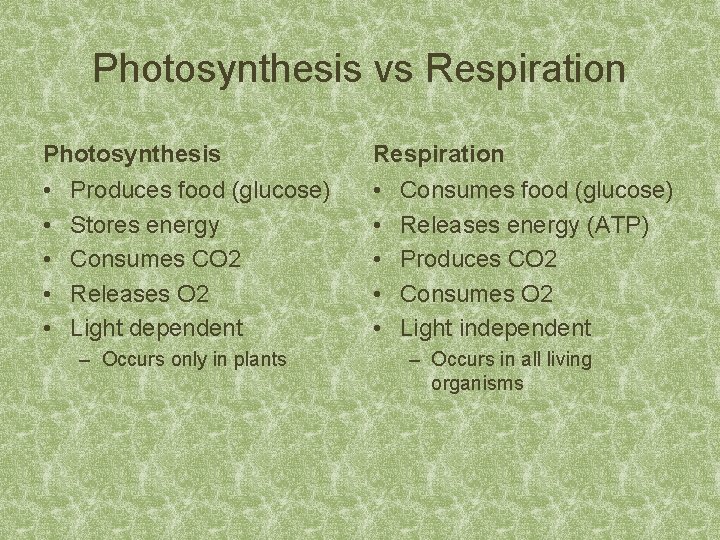 Photosynthesis vs Respiration Photosynthesis Respiration • • • Produces food (glucose) Stores energy Consumes