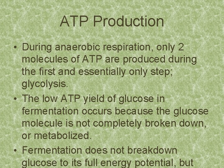 ATP Production • During anaerobic respiration, only 2 molecules of ATP are produced during
