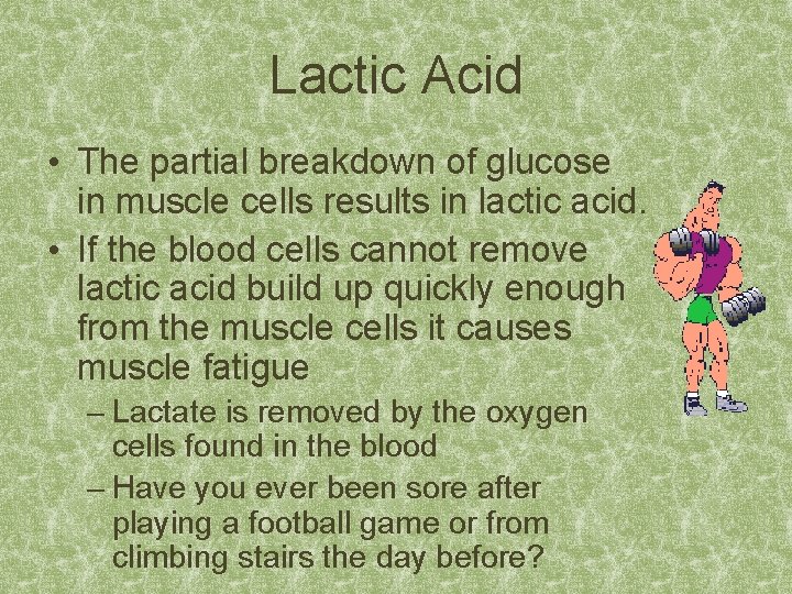 Lactic Acid • The partial breakdown of glucose in muscle cells results in lactic