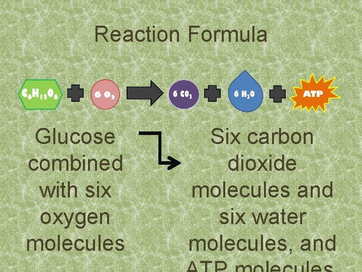 Reaction Formula Glucose combined with six oxygen molecules Six carbon dioxide molecules and six