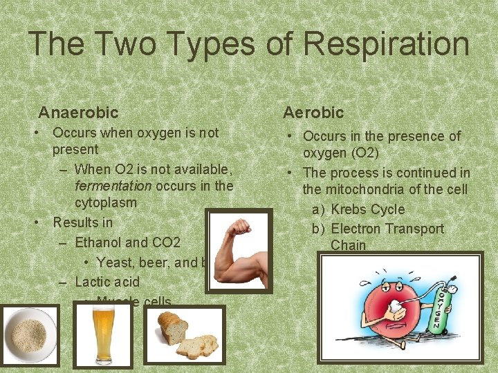 The Two Types of Respiration Anaerobic Aerobic • Occurs when oxygen is not present