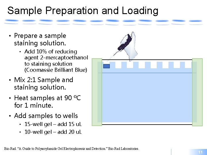 Sample Preparation and Loading • Prepare a sample staining solution. • Add 10% of