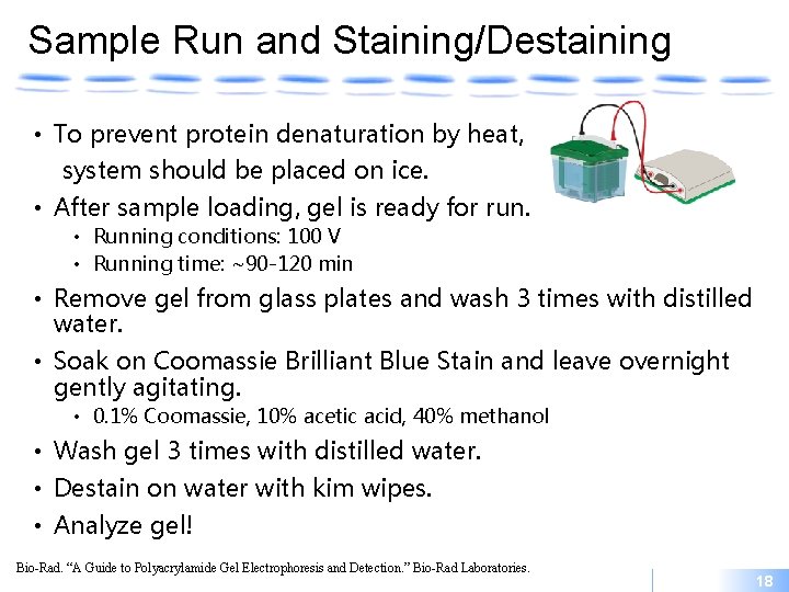 Sample Run and Staining/Destaining • To prevent protein denaturation by heat, system should be