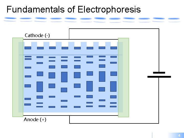 Fundamentals of Electrophoresis Cathode (-) Anode (+) 4 