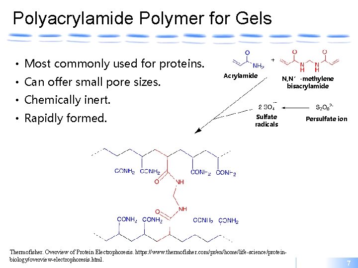 Polyacrylamide Polymer for Gels • Most commonly used for proteins. • Can offer small