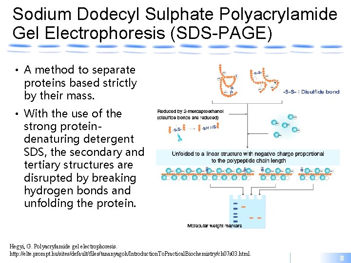 Sodium Dodecyl Sulphate Polyacrylamide Gel Electrophoresis (SDS-PAGE) • A method to separate proteins based