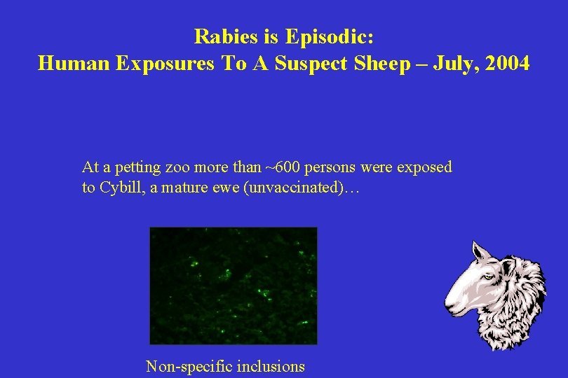 Rabies is Episodic: Human Exposures To A Suspect Sheep – July, 2004 At a