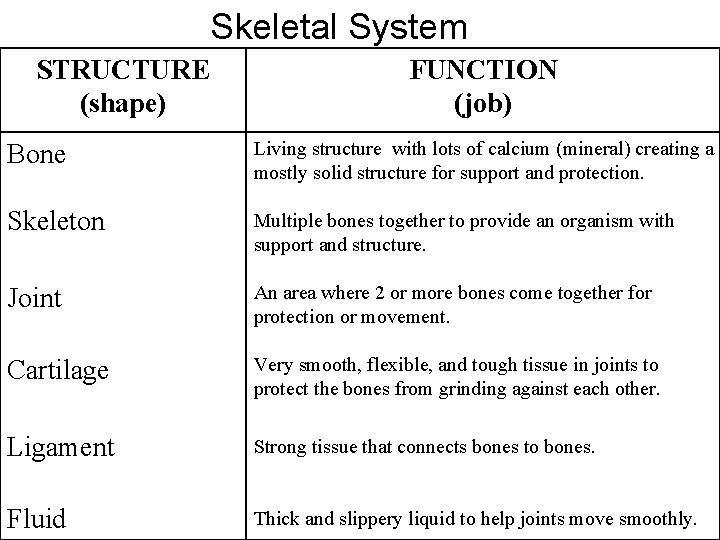 Skeletal System STRUCTURE (shape) FUNCTION (job) Bone Living structure with lots of calcium (mineral)