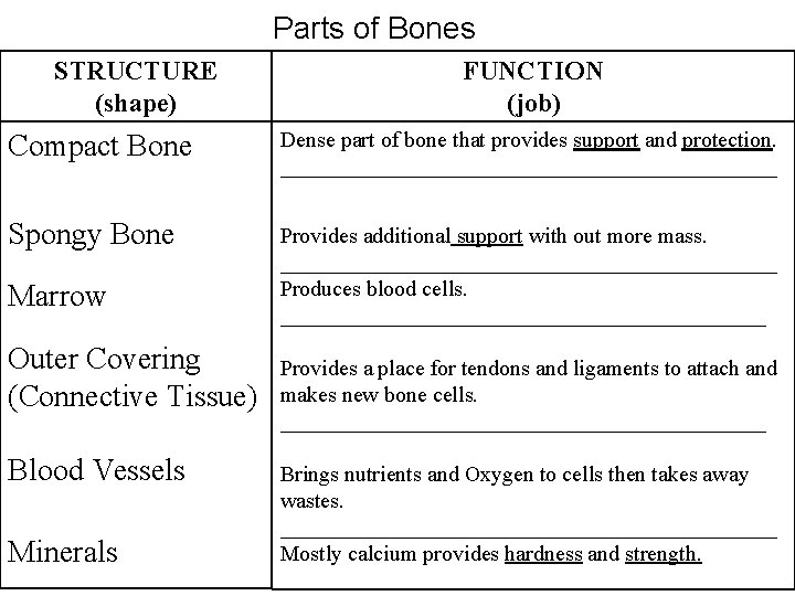 Parts of Bones STRUCTURE (shape) FUNCTION (job) Compact Bone Dense part of bone that