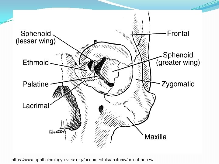 https: //www. ophthalmologyreview. org/fundamentals/anatomy/orbital-bones/ 