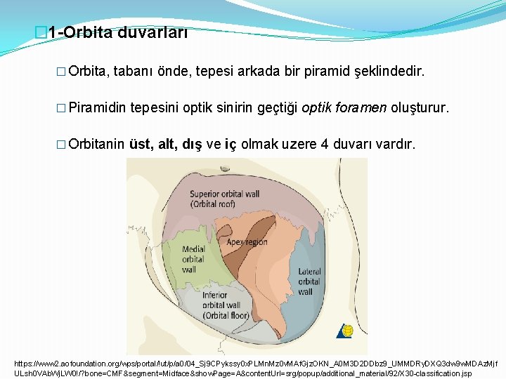 � 1 -Orbita duvarları � Orbita, tabanı önde, tepesi arkada bir piramid şeklindedir. �