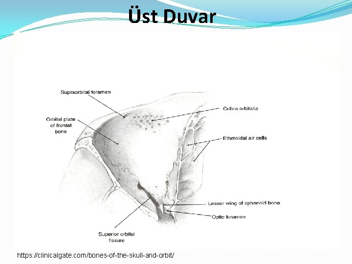 Üst Duvar https: //clinicalgate. com/bones-of-the-skull-and-orbit/ 