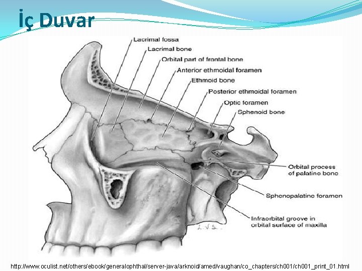 İç Duvar http: //www. oculist. net/others/ebook/generalophthal/server-java/arknoid/amed/vaughan/co_chapters/ch 001_print_01. html 