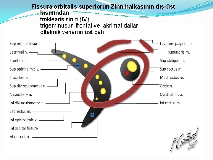 Fissura orbitalis superiorun Zinn halkasının dış-üst kısmından troklearis siniri (IV), trigeminusun frontal ve lakrimal