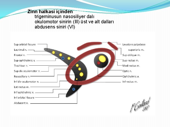 Zinn halkasi içinden trigeminusun nasosiliyer dalı okulomotor sinirin (Ill) üst ve alt dalları abdusens