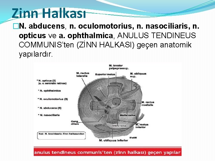 Zinn Halkası �N. abducens, n. oculomotorius, n. nasociliaris, n. opticus ve a. ophthalmica, ANULUS